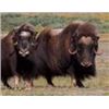 Image 1 : SN-46 3 DAY GREENLAND MUSK OX