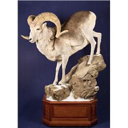 Sheep or Ibex Shoulder Mount