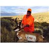 Image 2 : 2 Hunters and 2 Trophy Pronghorn in Colorado