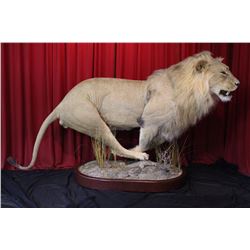 Life-Size African Lion or Sheep Taxidermy
