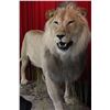 Image 2 : Life-Size African Lion or Sheep Taxidermy