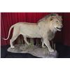 Image 3 : Life-Size African Lion or Sheep Taxidermy
