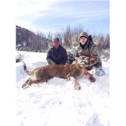 Colorado Mountain Lion Hunt