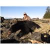 Image 2 : Alaskan Black Bear Hunt
