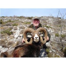 European Muflon Sheep Hunt in Croatia