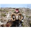 Image 1 : European Muflon Sheep Hunt in Croatia