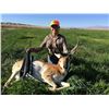 Image 4 : Wyoming Private Land Antelope Hunt for 2 Hunters
