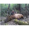 Image 3 : Roosevelt Elk, Black Bear and Blacktail Deer Combo