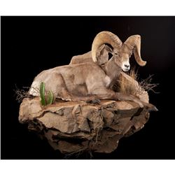 $1000.00 Taxidermy Certificate