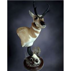 $1500.00 Credit towards Taxidermy #1