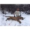 Image 4 : Colorado Mountain Lion Hunt