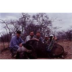 Cape Buffalo Hunt in Mozambique
