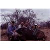 Image 1 : Cape Buffalo Hunt in Mozambique