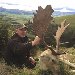 Fallow Deer Buck Hunt in New Zealand