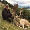 Image 2 : Fallow Deer Buck Hunt in New Zealand
