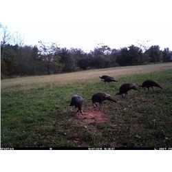 3 Day Turkey Hunt in Eastern Ohio
