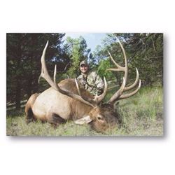 NEW MEXICO ELK HUNT WITH LANDOWNER TAG