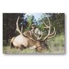 Image 1 : NEW MEXICO ELK HUNT WITH LANDOWNER TAG
