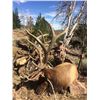 Image 1 : NEVADA JARBIDGE WILDERNESS ELK HUNT WITH LANDOWNER TAG