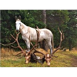 LIBERTY, THE MOUNTAIN MULE