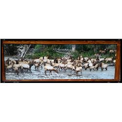 NORTH FORK ELK PHOTO