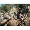 Image 1 : WYOMING ELK HUNT