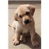 Image 1 : LABRADOR PUPPY