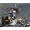 Image 2 : ALASKA DREAM HUNT MOOSE, CARIBOU, BROWN/GRIZZLY AND BLACK BEAR HUNT