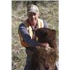 Image 1 : MONTANA BLACK BEAR HUNT