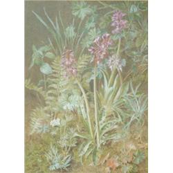 Marian Chase (1844-1905) Watercolour, Wild orchid and ferns, Signed and dated 1884, 12.75 x 9.25...