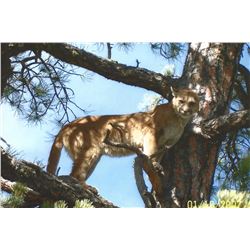 6-Day Cougar/Bobcat Trapping Trip for Two (2) Hunters