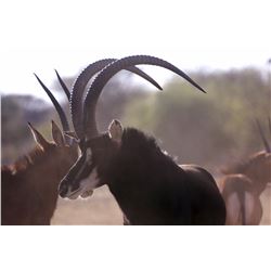 10-Day Sable hunt for one hunter and one non-hunter in South Africa