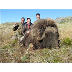Greenland Muskox Hunt
