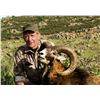 Image 1 : 4-Day Spanish Hunt - (1) Mouflon Sheep for (1) Hunter