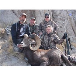 2016 Newfoundland Mountain California Bighorn Conservation Permit