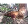 Image 1 : 2016 Utah Statewide Bear Conservation Permit