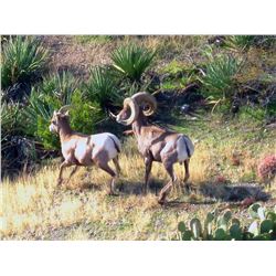 San Carlos Apache Tribe Commissioners Rocky Mountain Bighorn Permit