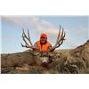 Image 1 : Antelope Island Mule Deer Permit
