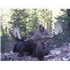 Image 1 : 2016 Utah Statewide Moose Conservation Permit