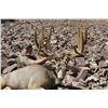 Image 1 : 2016 Utah Statewide Mule Deer Conservation Permit