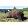 Image 1 : 2016 Montana Free Range Buffalo Hunt (1 hunter)