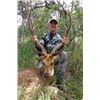Image 1 : Trophy "Hawaiian" Axis Deer Hunt