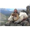 Image 1 : Canadian Yukon Stone Sheep Hunt Reserve Bid