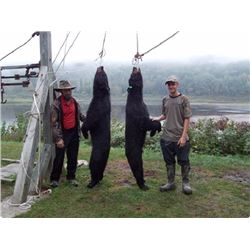 Maine Black Bear Hunt