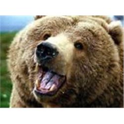 Alaska Brown Bear Hunt  Reserve