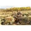 Image 1 : Wyoming Archery Elk Hunt