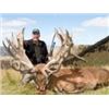 Image 1 : New Zealand 3-Day Red Stag 340 to 360 SCI