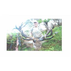 New Zealand Red Stag and Fallow Buck Hunt