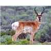 Image 1 : Nebraska Archery Antelope Hunt
