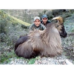 New Zealand Bull Tahr Hunt